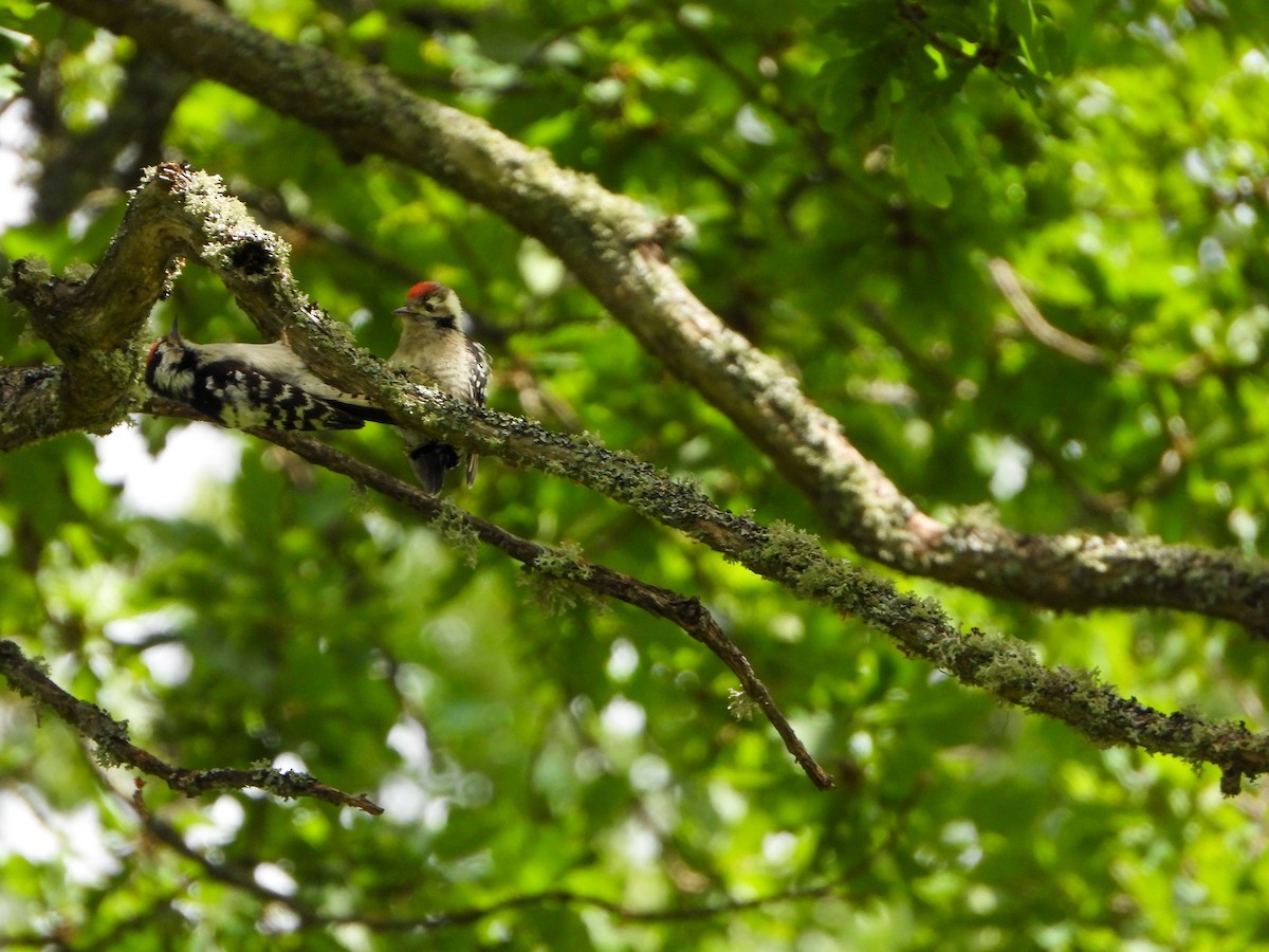 Lesser Spotted Woodpecker - ML620385139