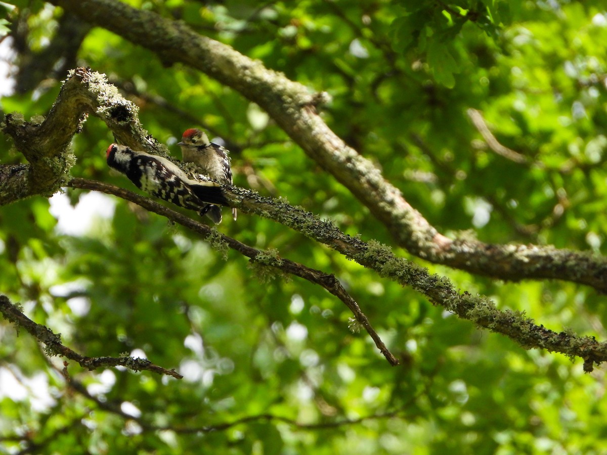 Lesser Spotted Woodpecker - ML620385140