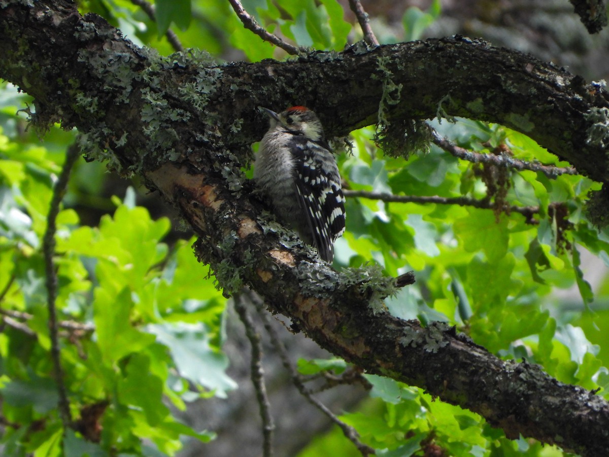 Lesser Spotted Woodpecker - ML620385141