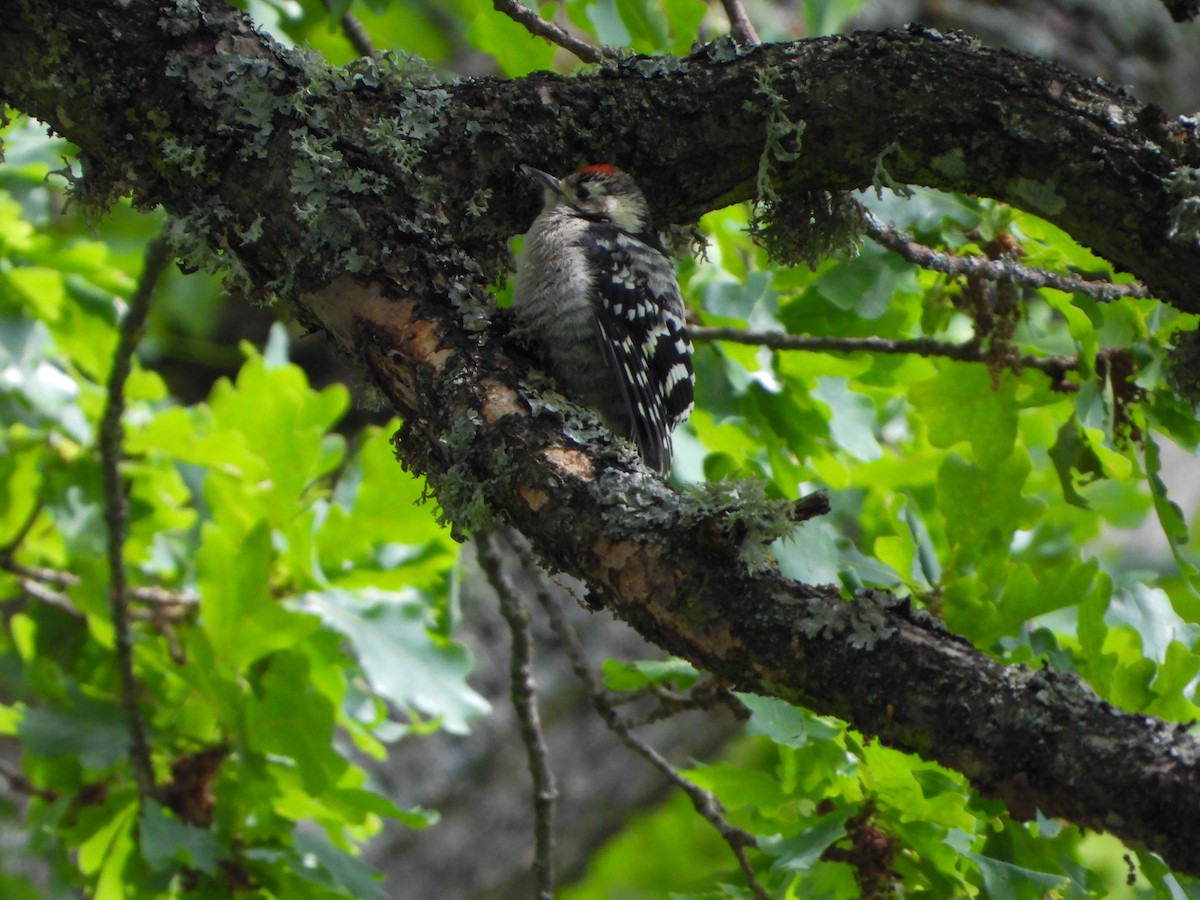 Lesser Spotted Woodpecker - Jan-Rune Ericson