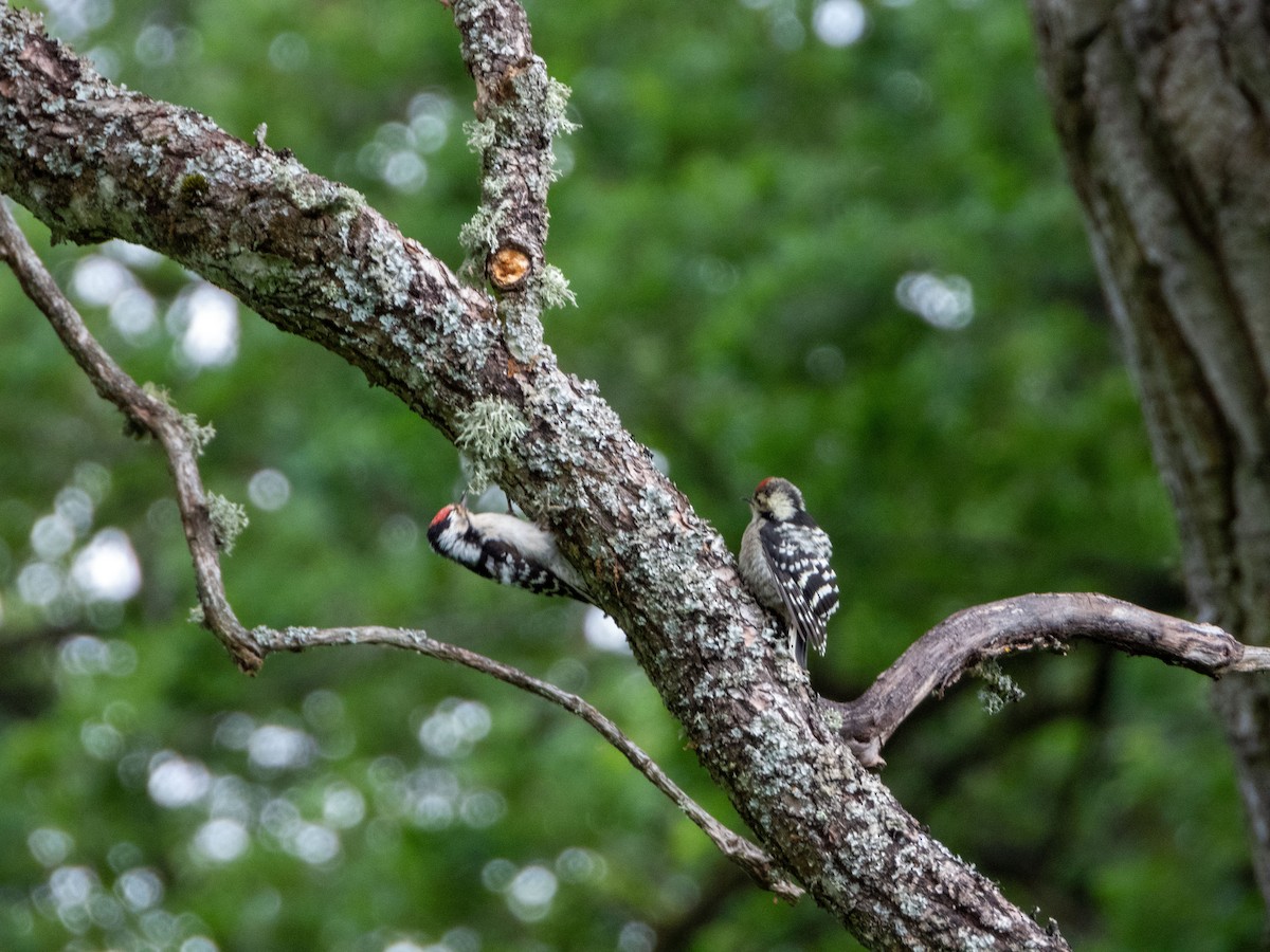 Lesser Spotted Woodpecker - ML620385143