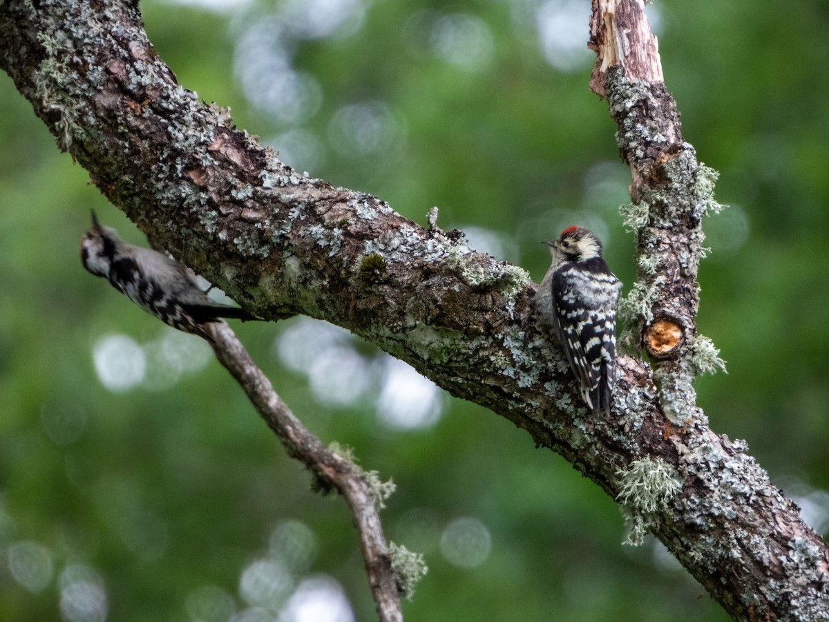 Lesser Spotted Woodpecker - ML620385146