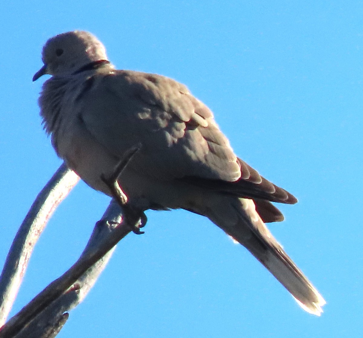 Eurasian Collared-Dove - ML620385177