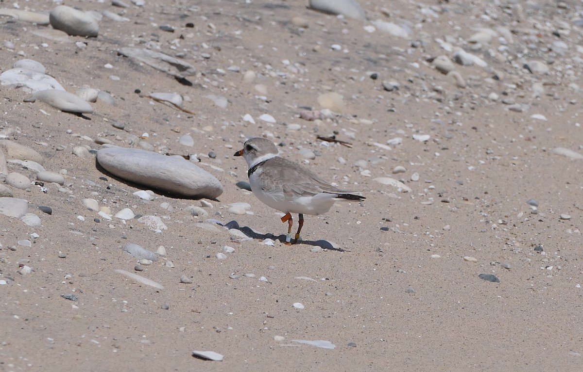 Piping Plover - ML620385185