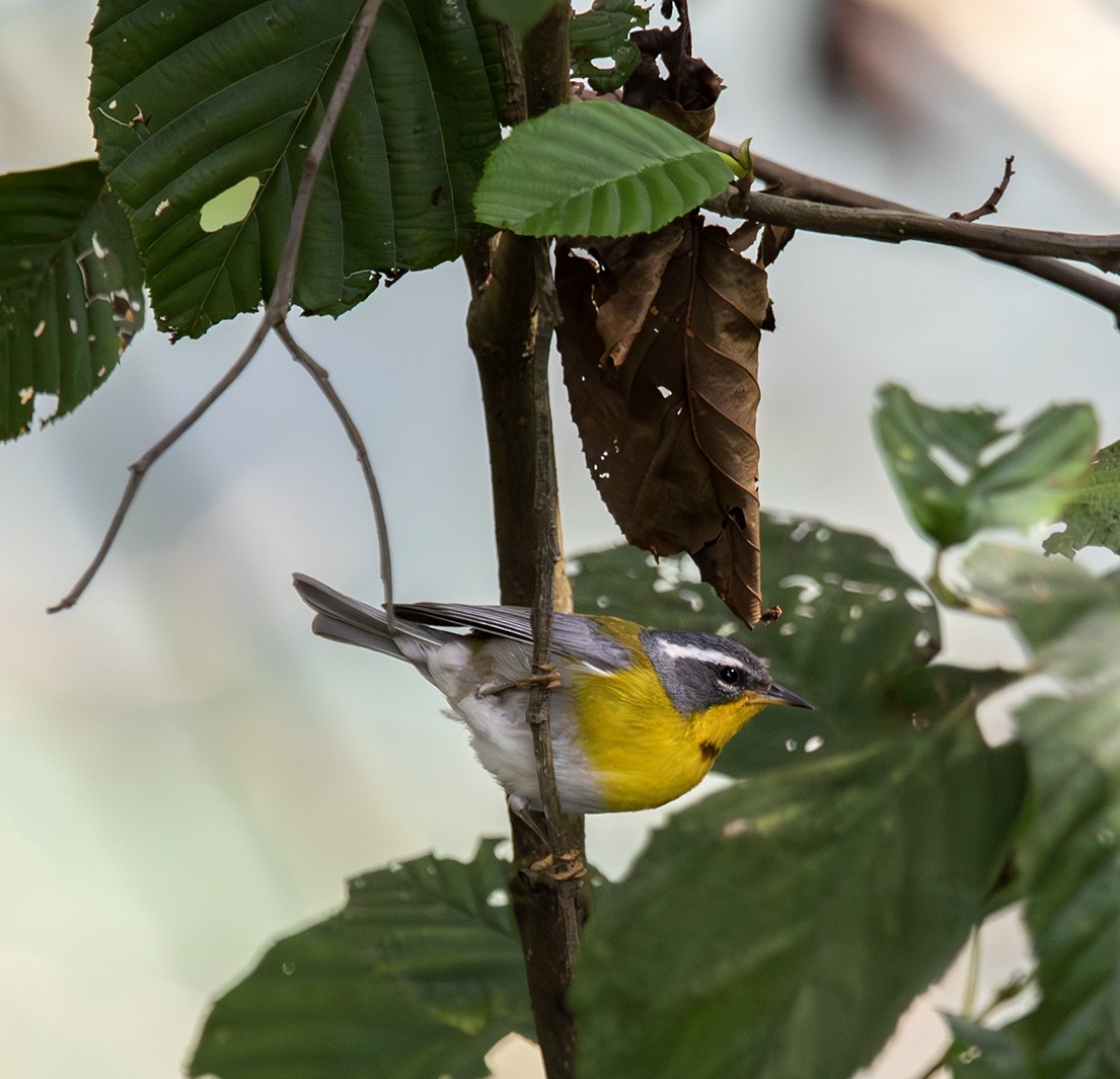 Crescent-chested Warbler - ML620385196