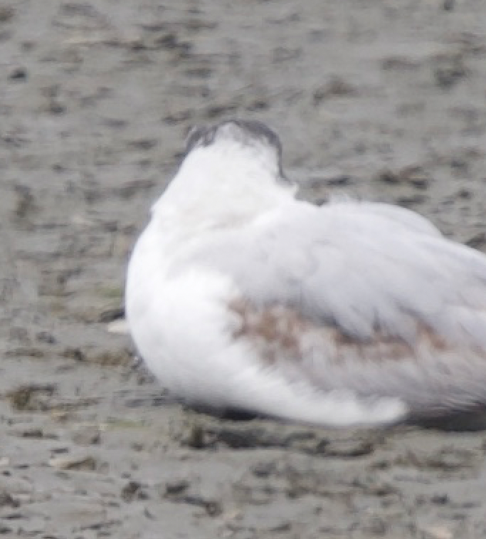 Bonaparte's Gull - ML620385200