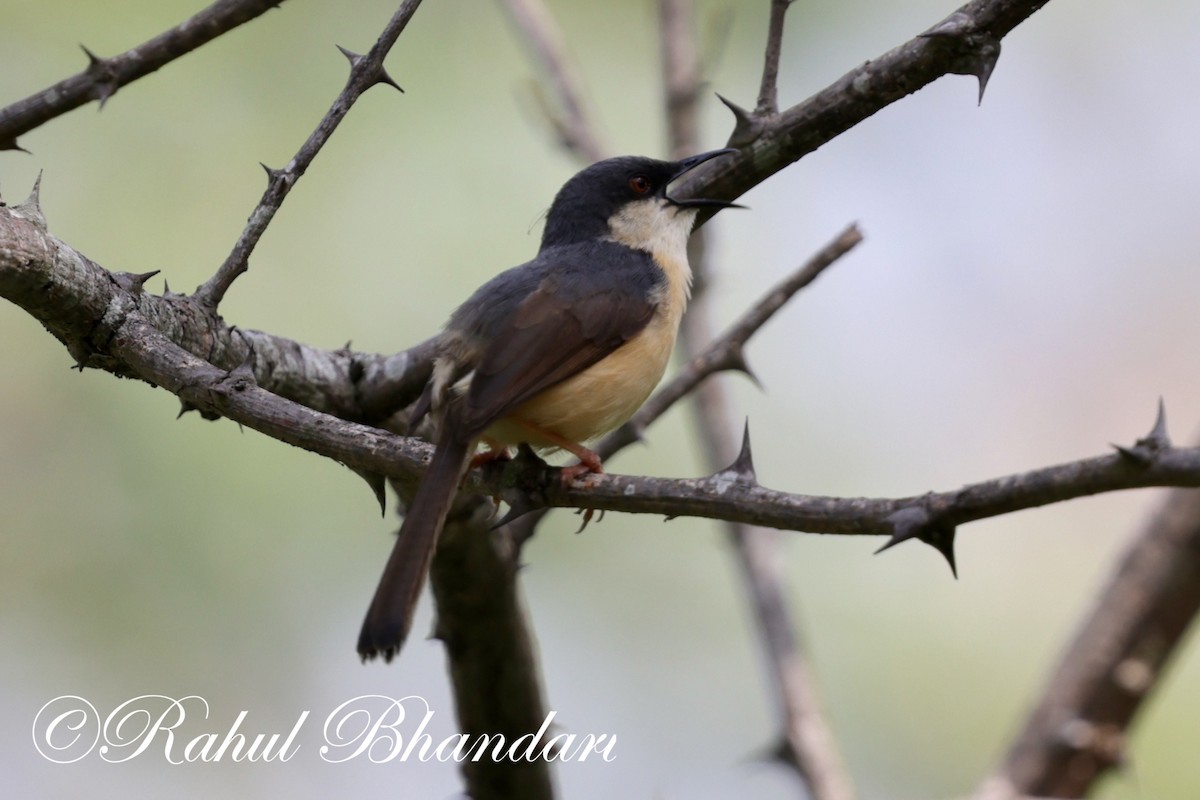 Ashy Prinia - ML620385209