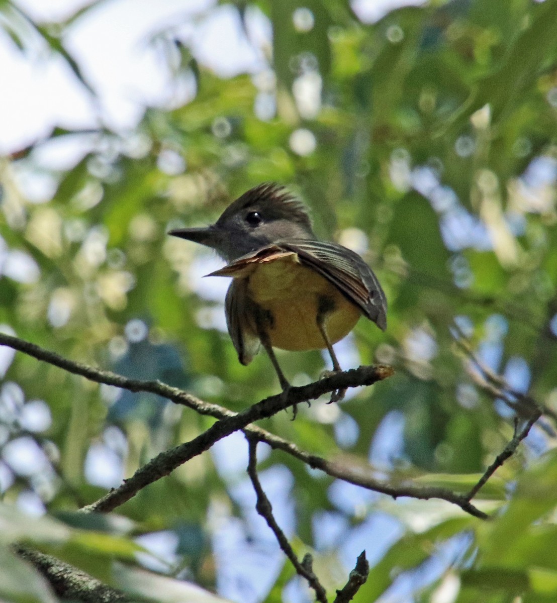 Great Crested Flycatcher - ML620385214