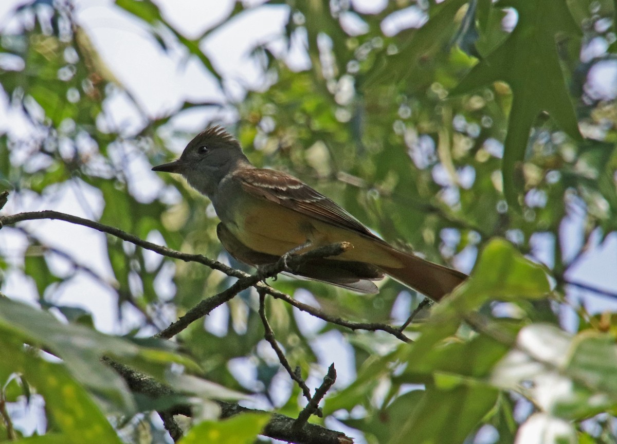 Great Crested Flycatcher - ML620385215