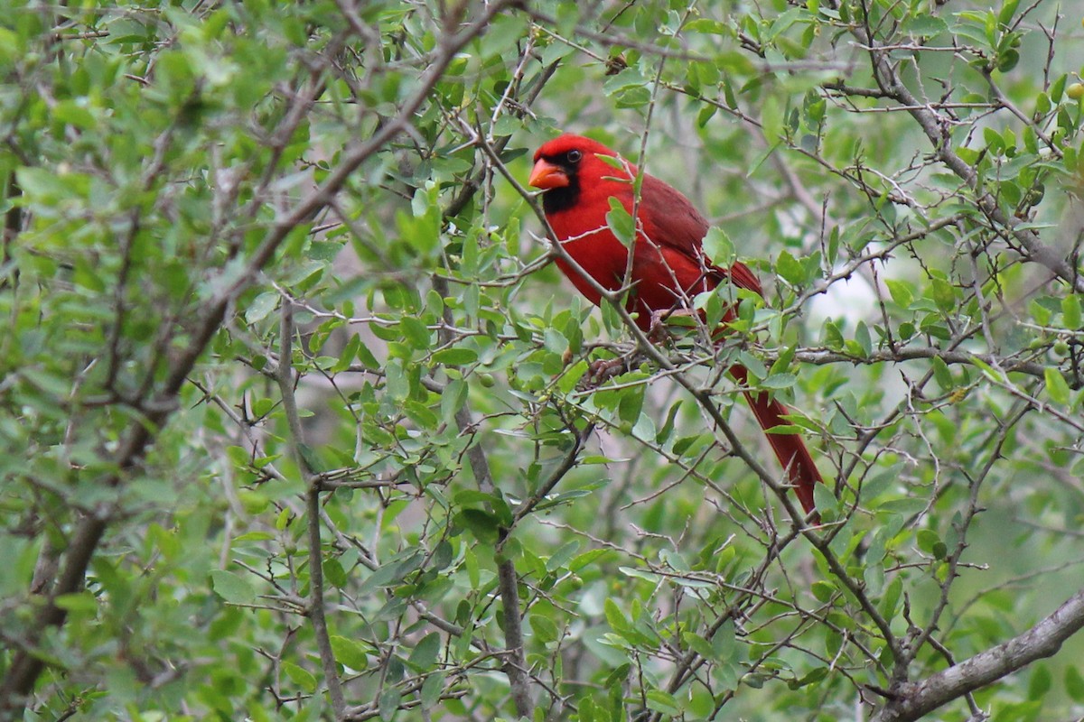 Cardinal rouge - ML620385216