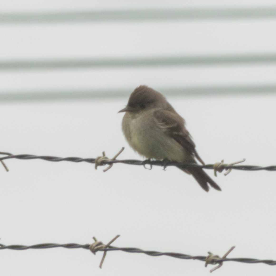 Eastern Wood-Pewee - ML620385223