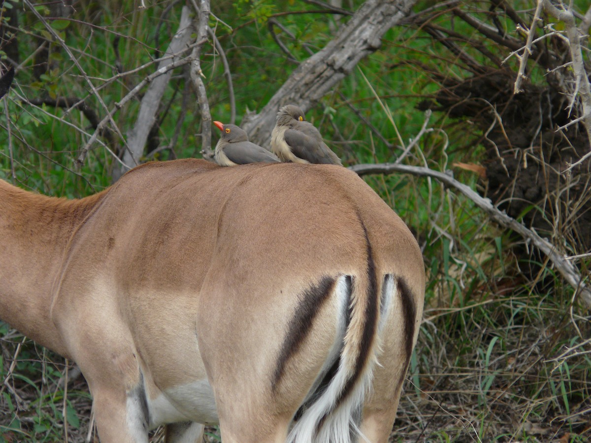 Red-billed Oxpecker - ML620385229