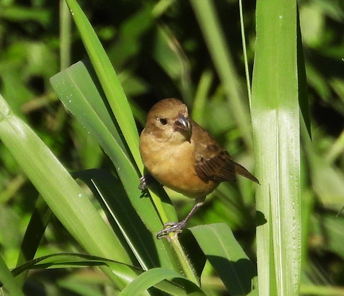 Ruddy-breasted Seedeater - ML620385232