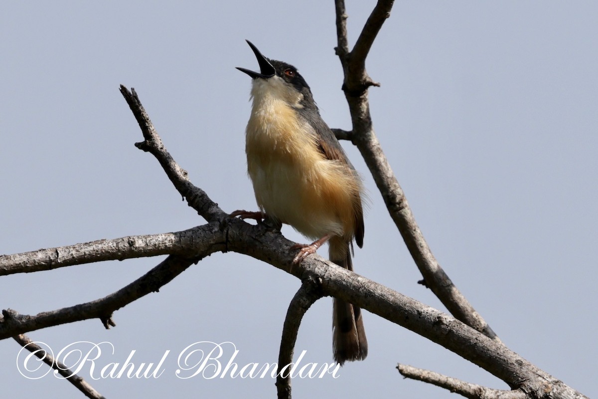 Ashy Prinia - ML620385233