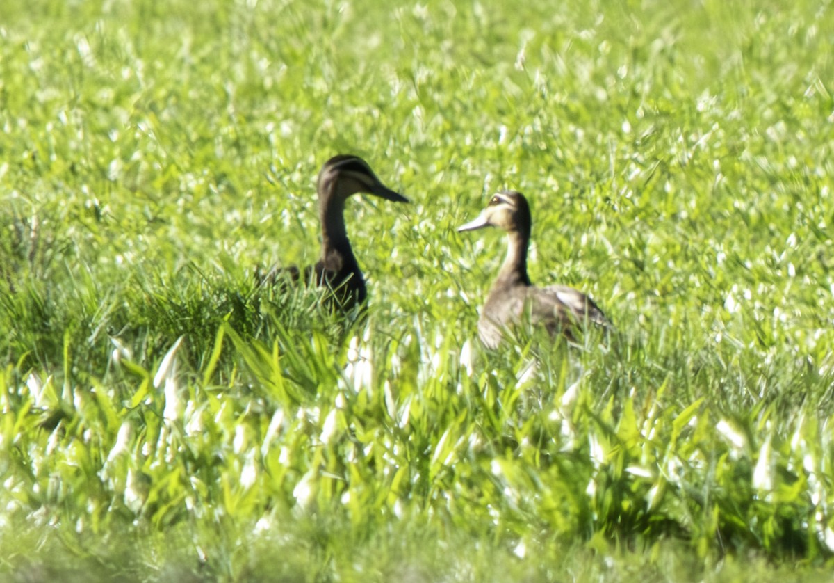 Pacific Black Duck - ML620385240