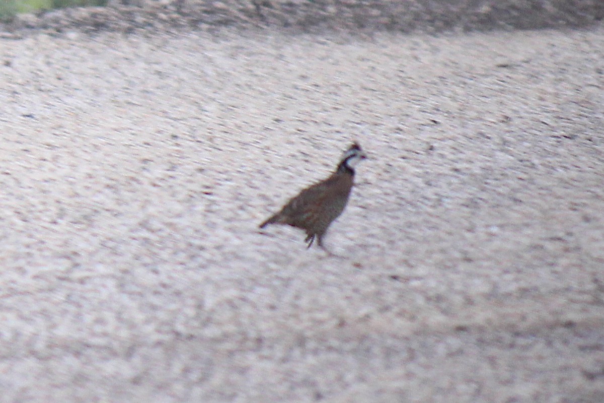 Northern Bobwhite - ML620385252