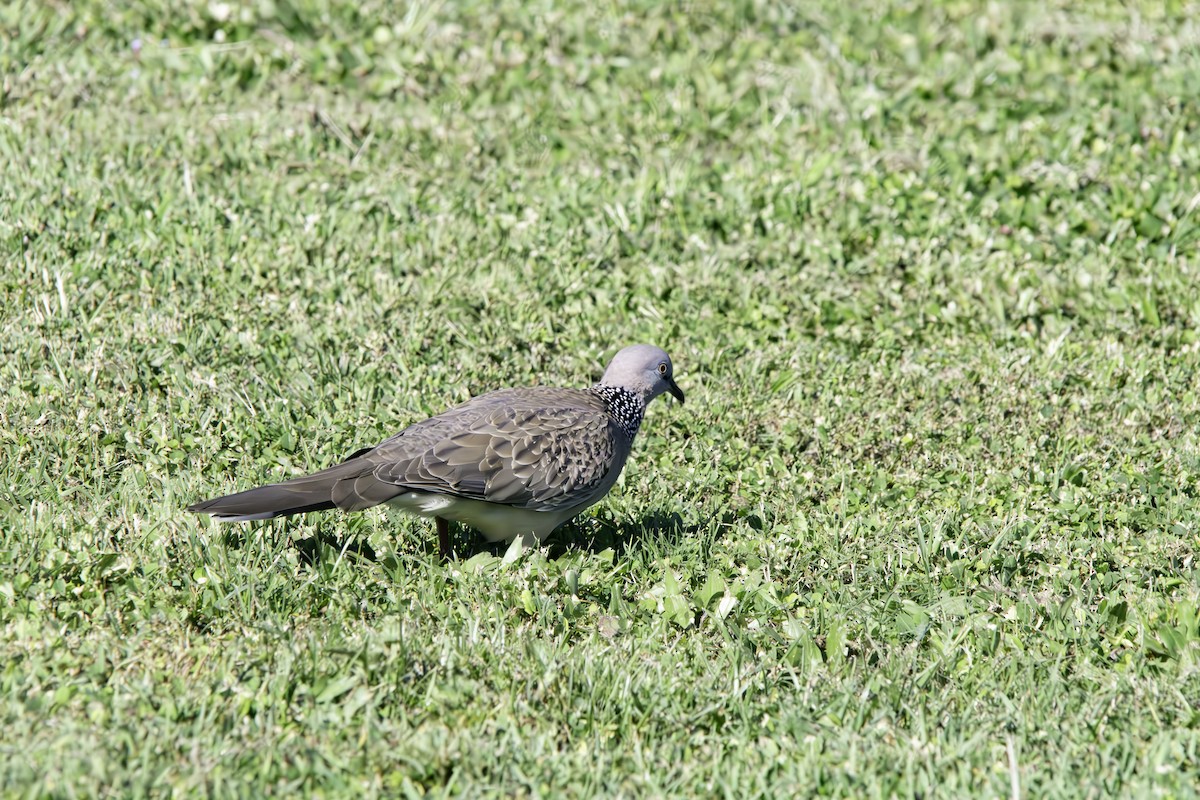 Spotted Dove - ML620385253