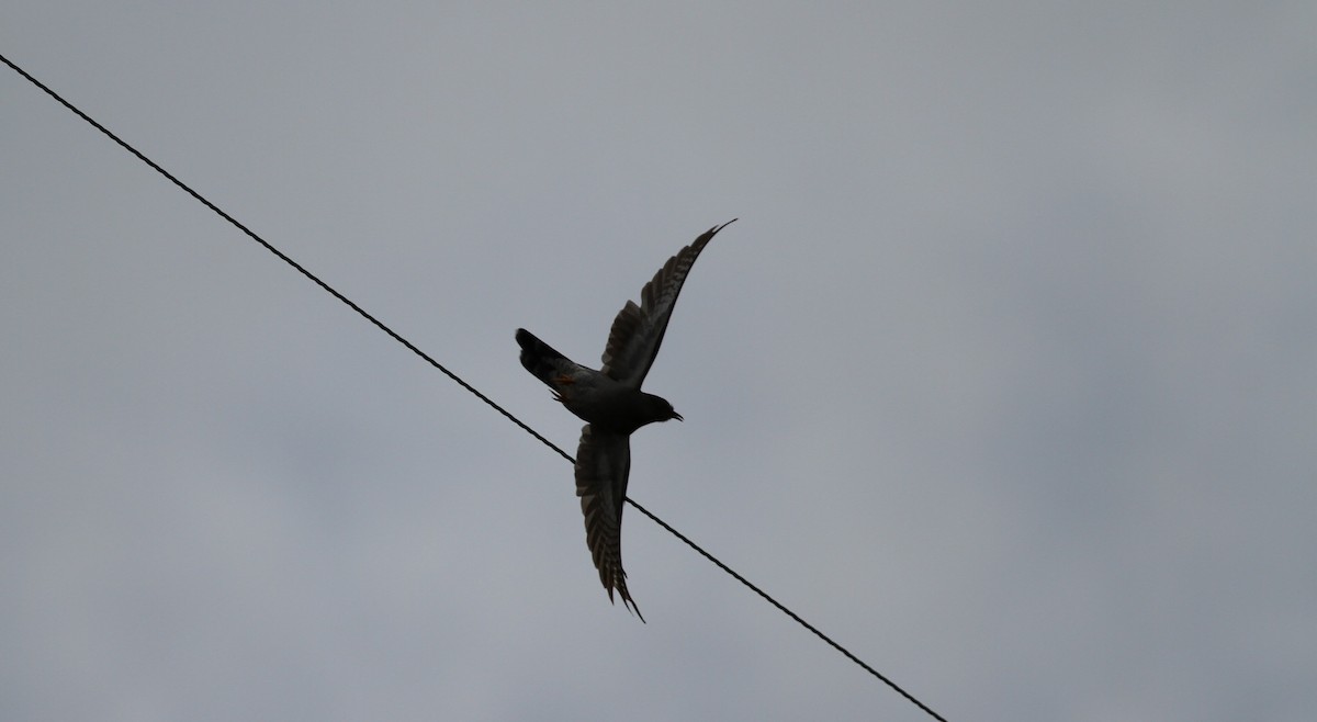 Common Cuckoo - ML620385255