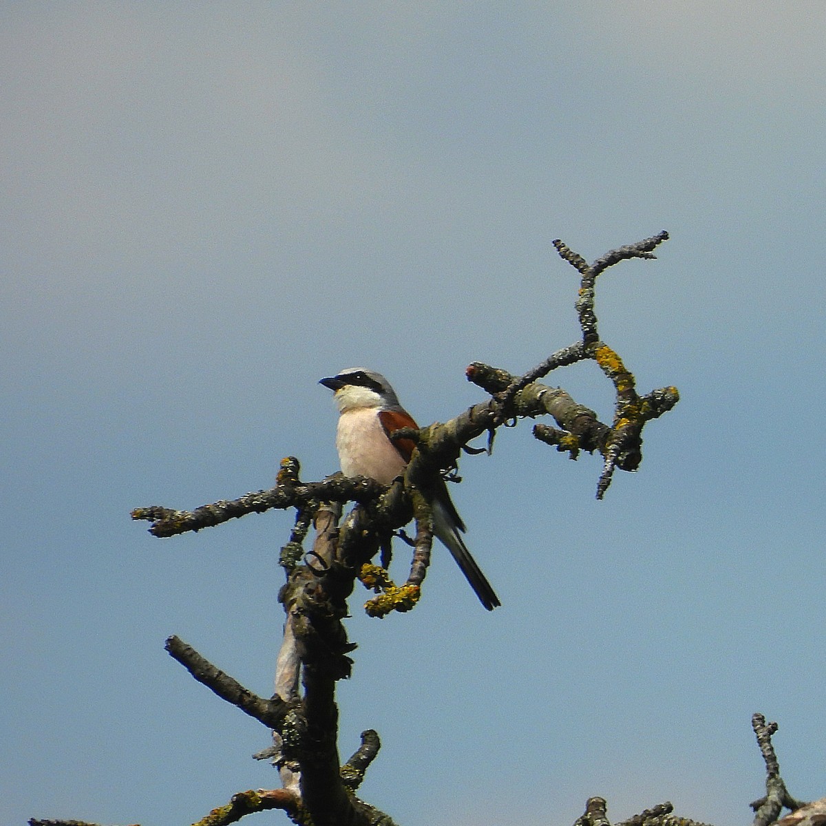 Red-backed Shrike - ML620385258