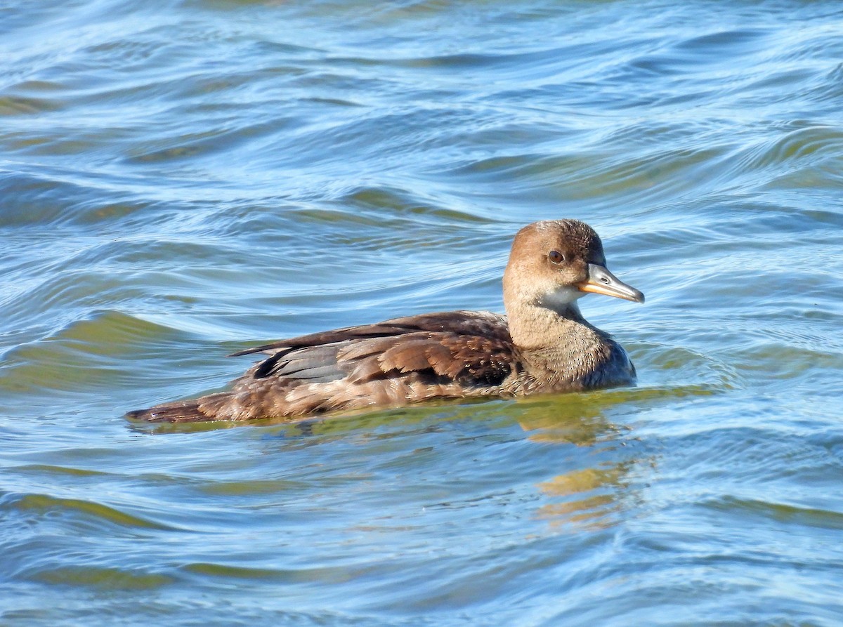 Hooded Merganser - ML620385263