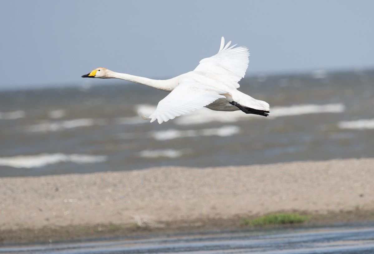 Whooper Swan - ML620385265