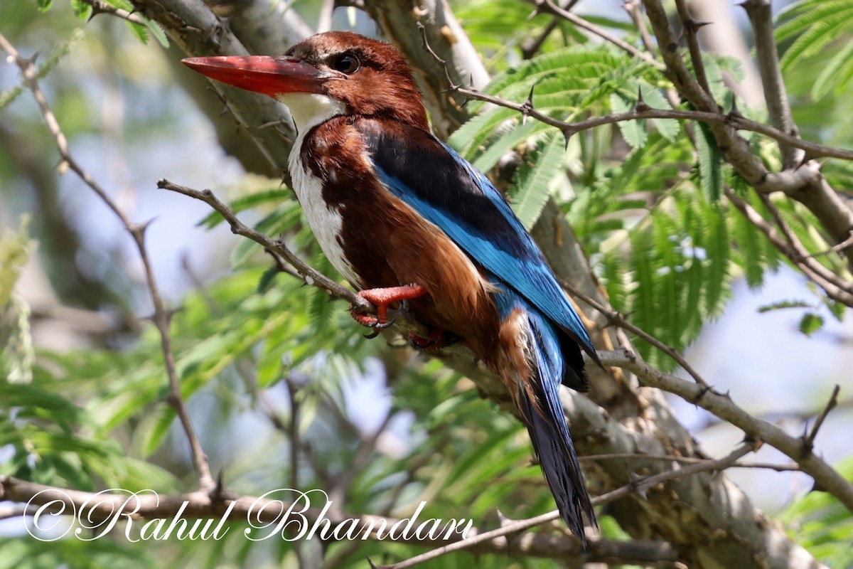 White-throated Kingfisher - ML620385287