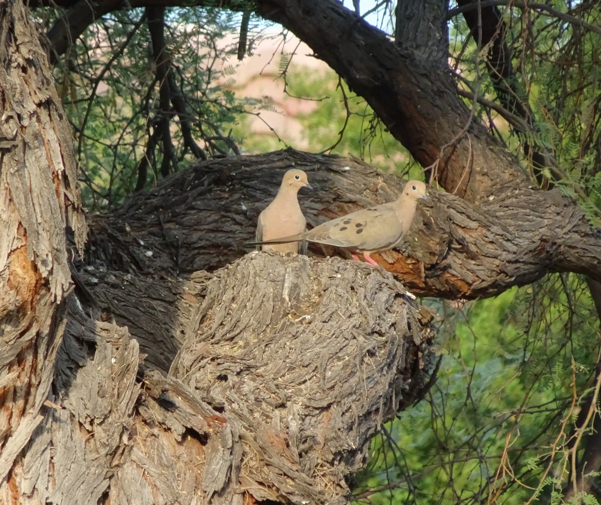 Mourning Dove - ML620385292