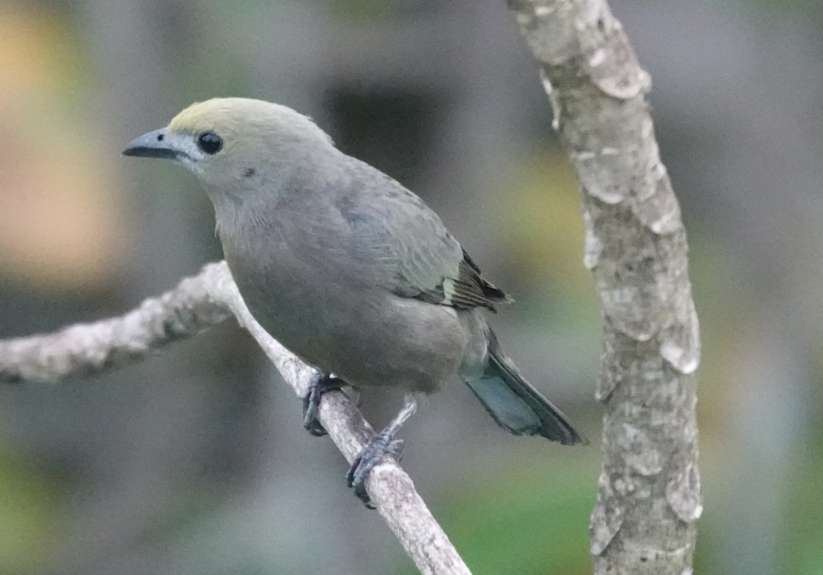 Palm Tanager - ML620385303