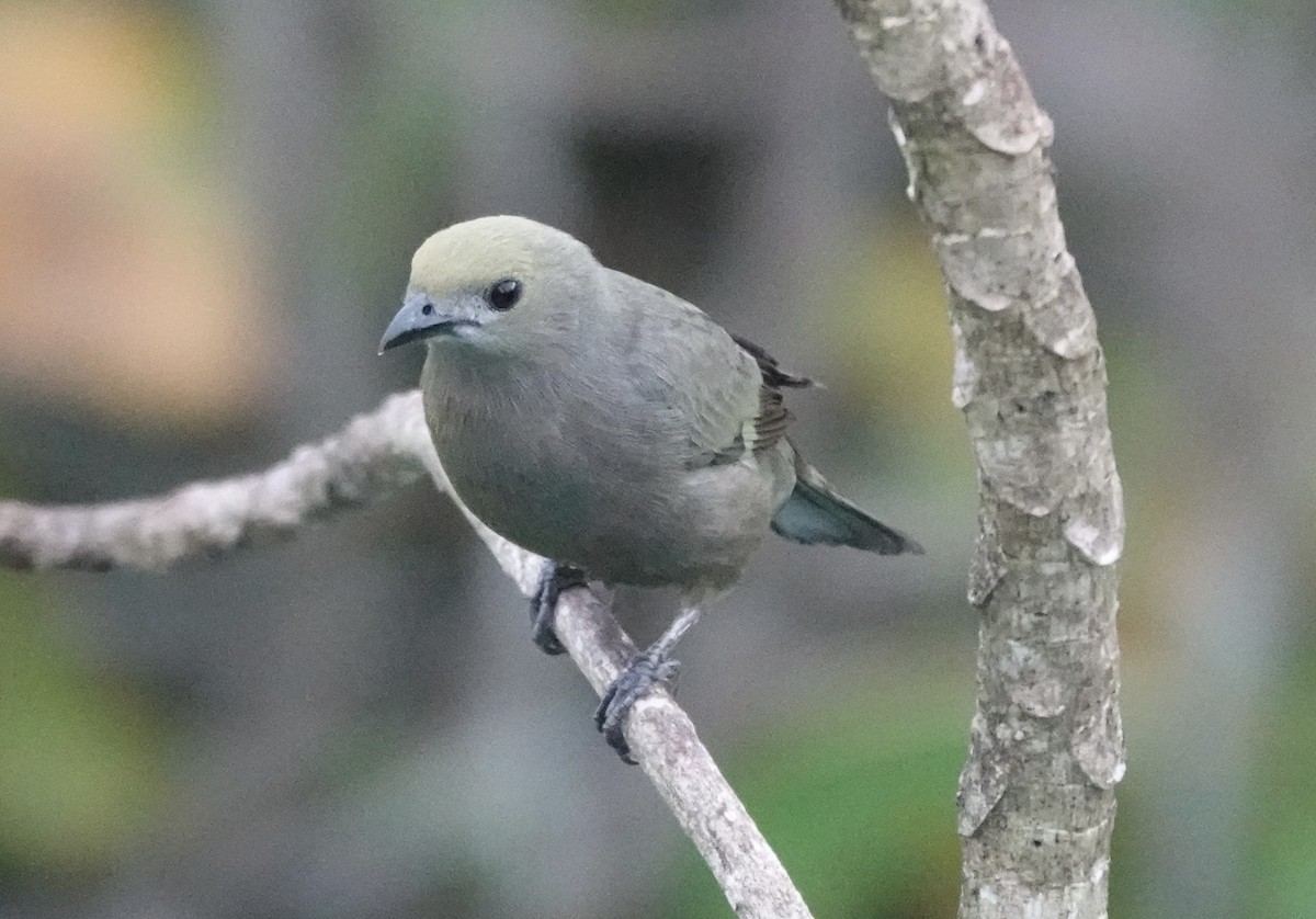 Palm Tanager - ML620385304