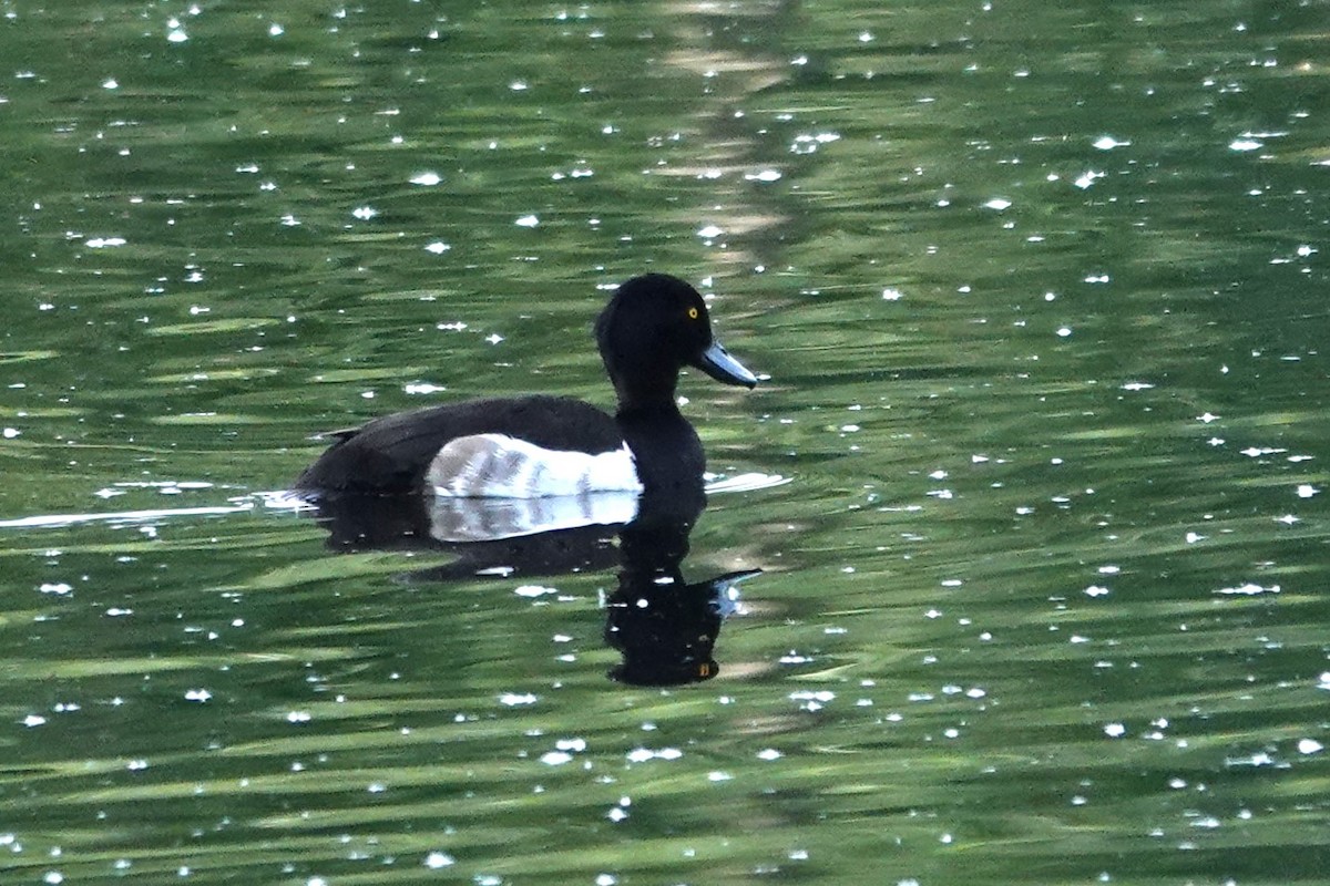 鳳頭潛鴨 - ML620385314