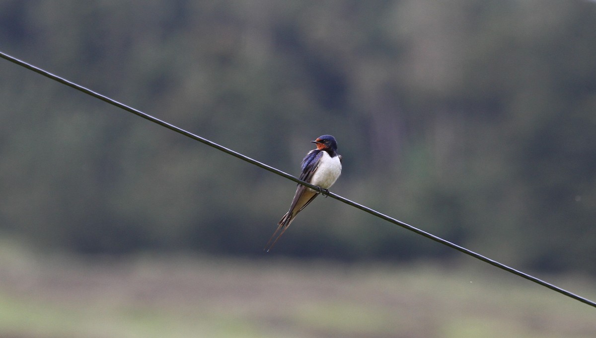 Barn Swallow - ML620385316