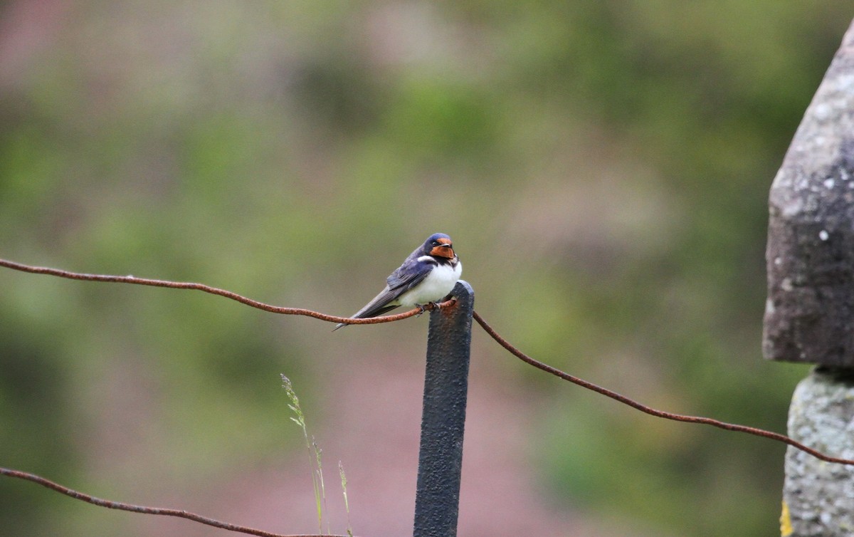 Barn Swallow - ML620385318