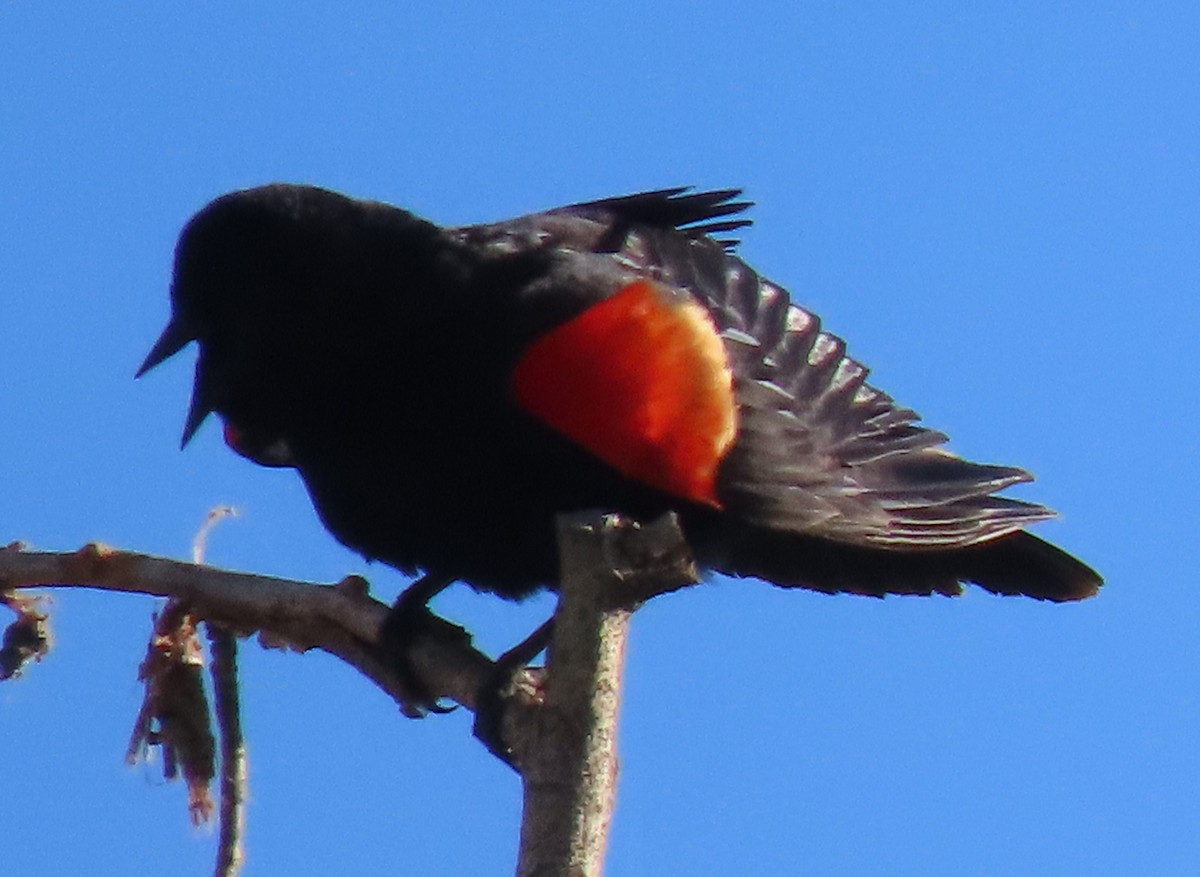 Red-winged Blackbird - ML620385319