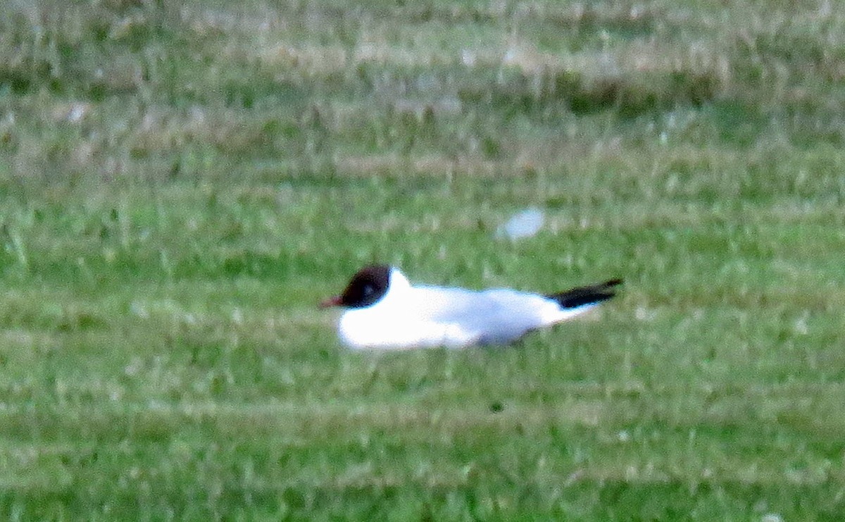 Black-headed Gull - ML620385320