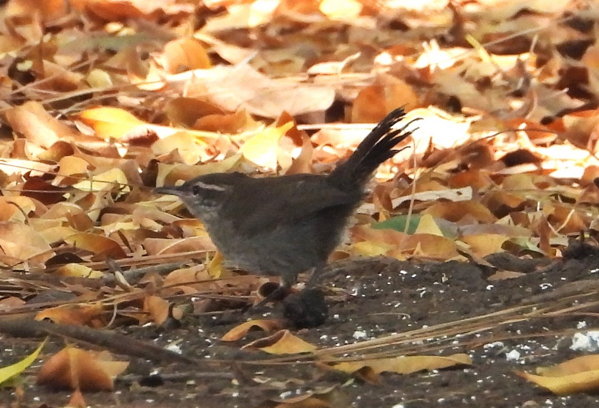 Bewick's Wren - ML620385323