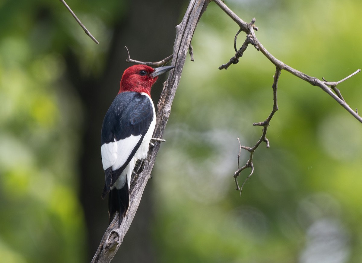 Red-headed Woodpecker - ML620385327