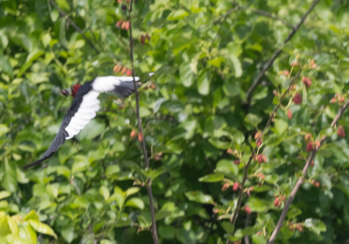 Red-headed Woodpecker - ML620385331