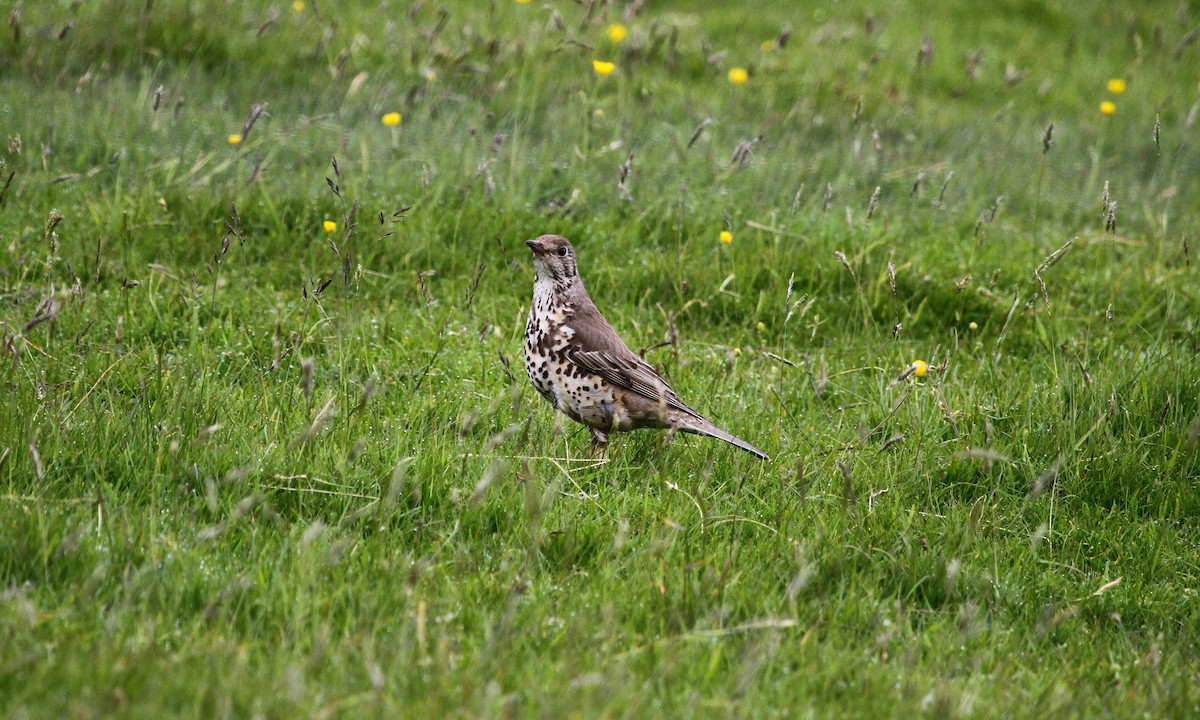 Mistle Thrush - ML620385335