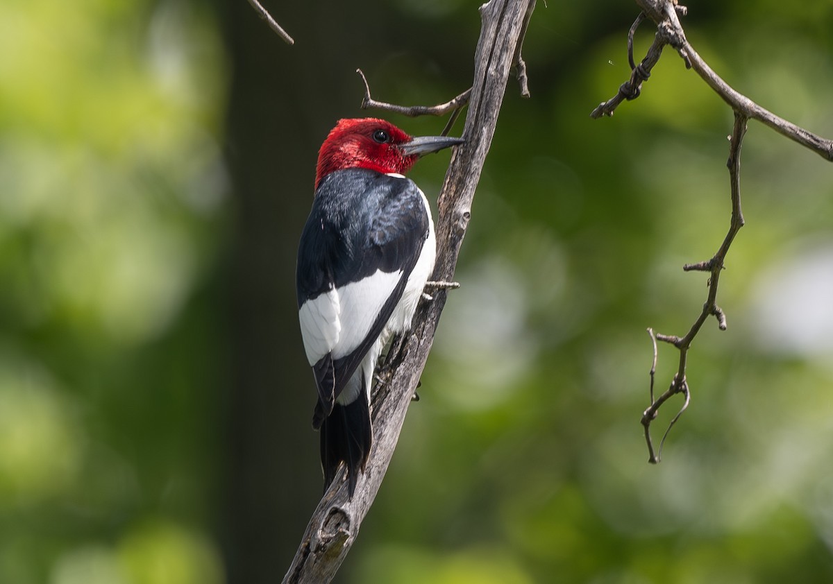 Red-headed Woodpecker - ML620385337