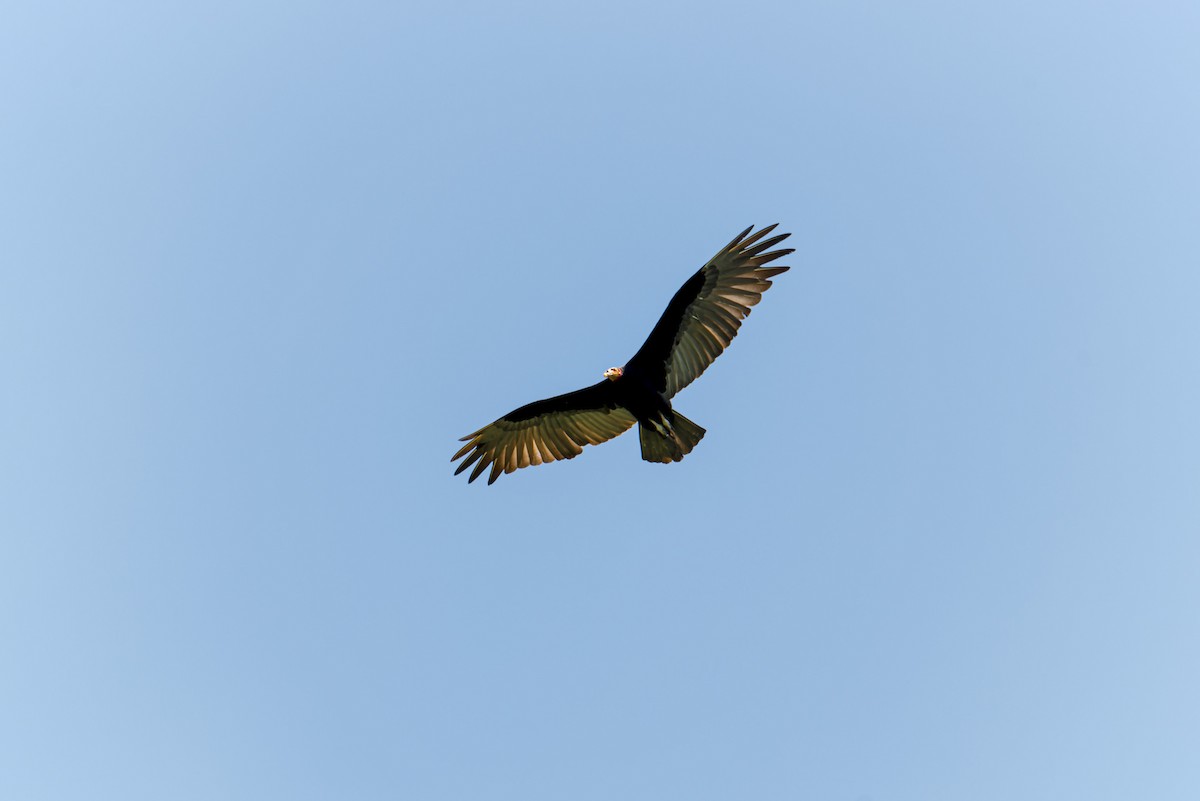 Lesser Yellow-headed Vulture - Adriana Román