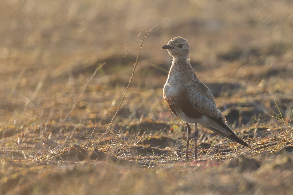 Australian Pratincole - ML620385347