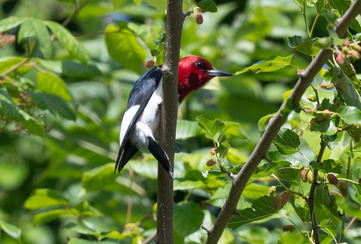 Red-headed Woodpecker - ML620385352