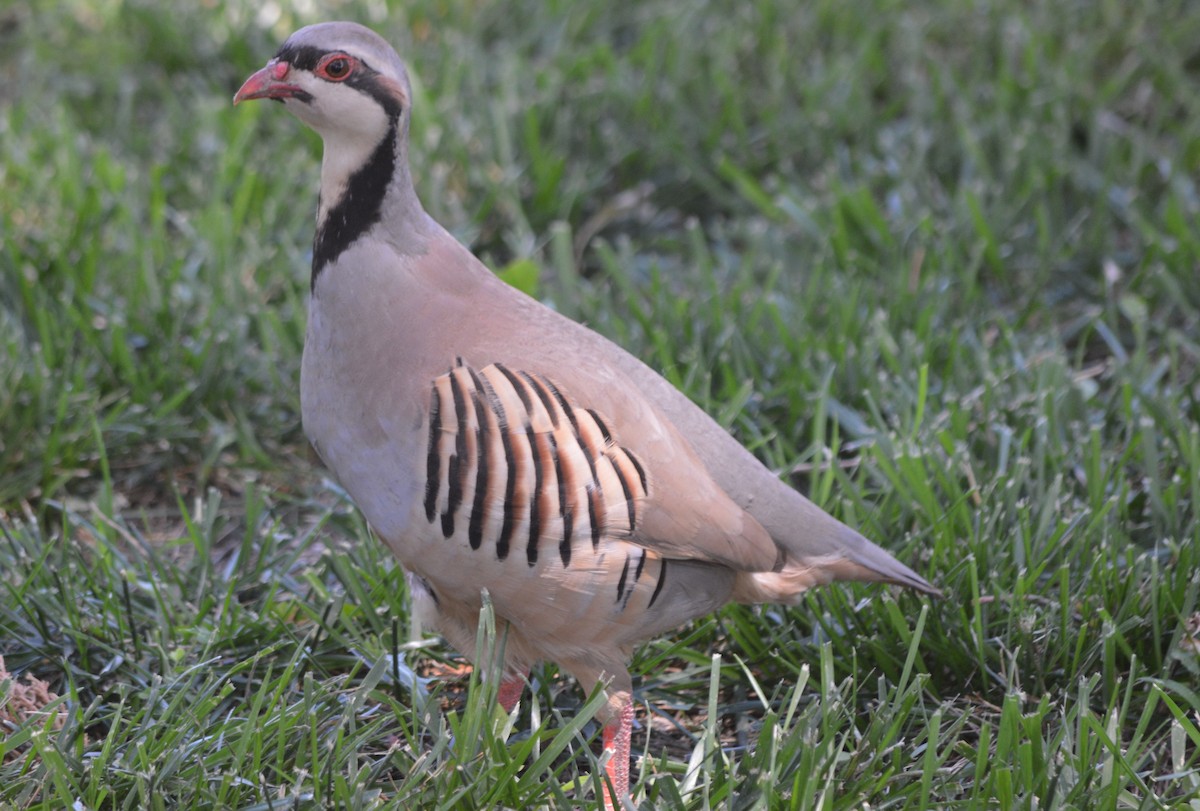 Chukar - ML620385354