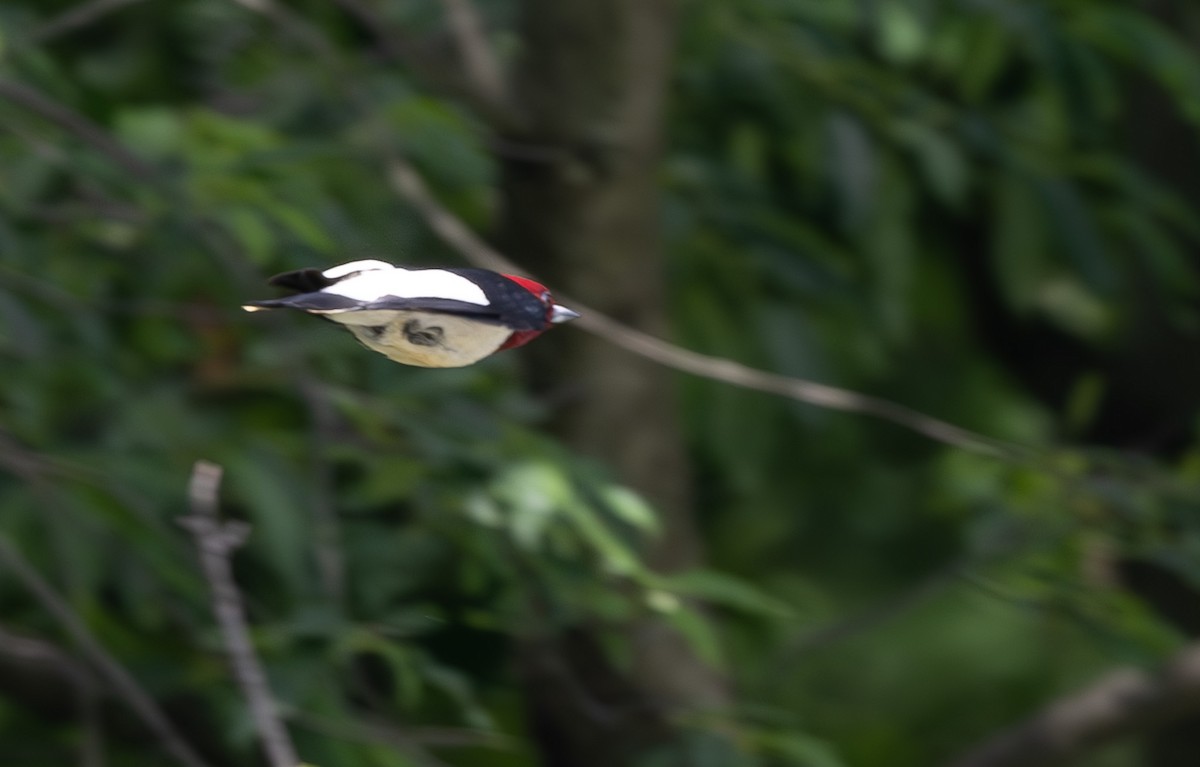 Red-headed Woodpecker - ML620385365