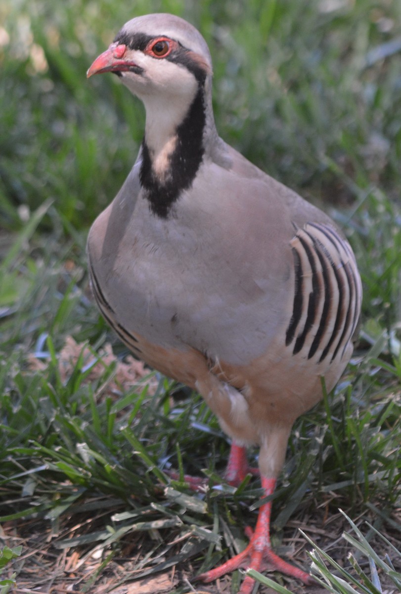 Chukar - ML620385366