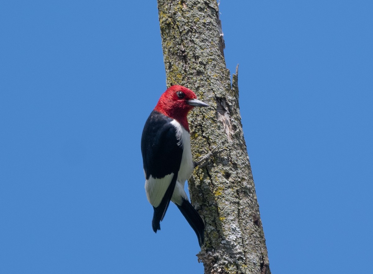 Red-headed Woodpecker - ML620385370