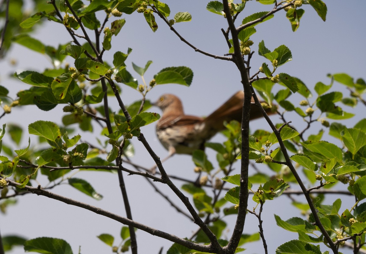 Brown Thrasher - ML620385386