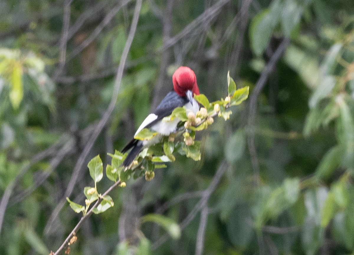 Red-headed Woodpecker - Mark Rauzon