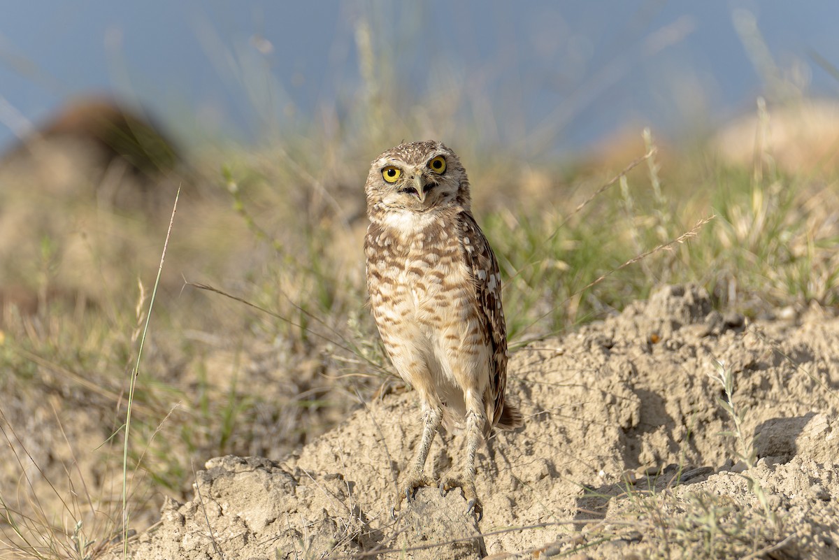 Burrowing Owl - ML620385396