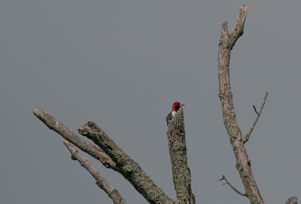 Red-headed Woodpecker - ML620385408